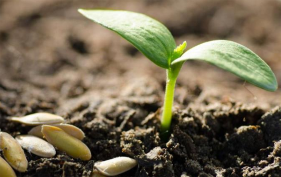 種子進口.png 種子進口.png